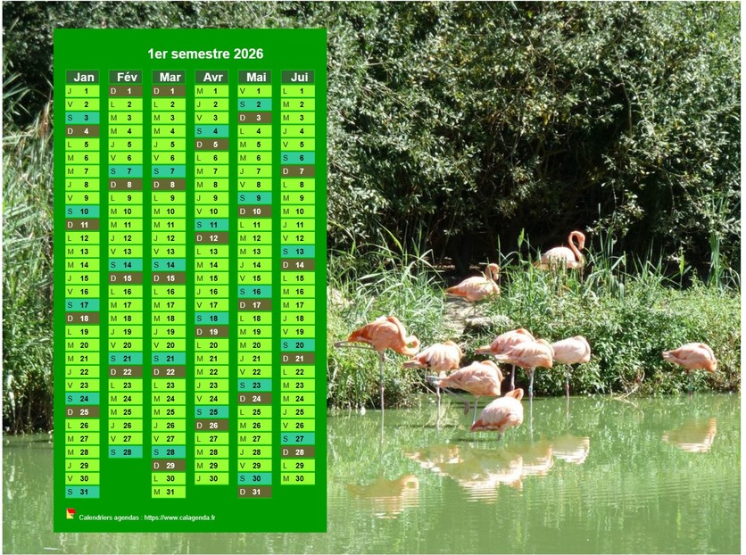 Calendrier 2026 à imprimer semestriel, format paysage, en colonne, au dessus d'une photo (flamands roses).