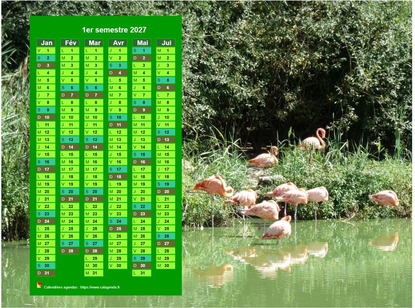 Calendrier 2027 à imprimer semestriel, format paysage, en colonne, au dessus d'une photo (flamands roses).