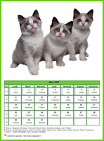 Calendrier de mars 2027 chats