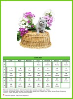 Calendrier de juillet 2027 chats