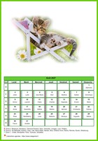 Calendrier d'août 2027 chats
